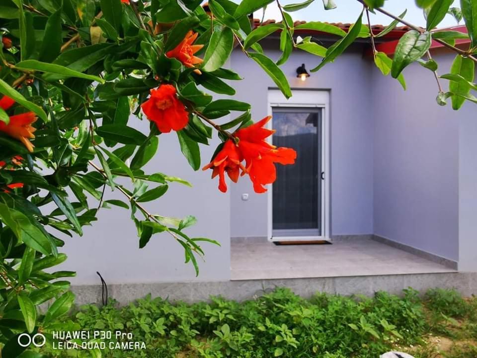 Ktima Mimoza Daire Sykia Dış mekan fotoğraf