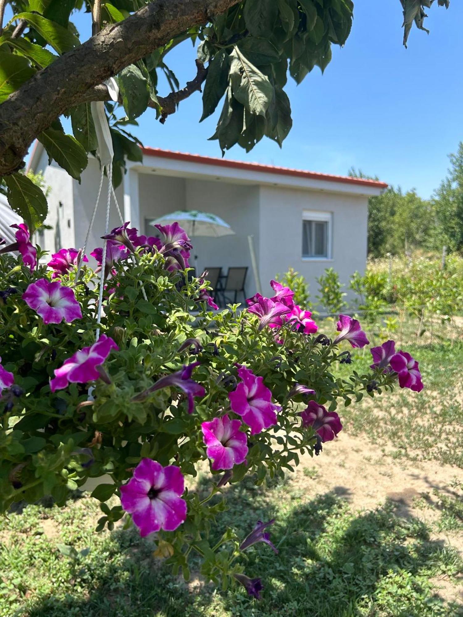 Ktima Mimoza Daire Sykia Dış mekan fotoğraf